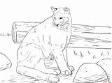 Cougar Coloring Pages Sitting Skip Main Drawing Printable sketch template