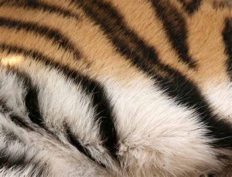 rare siberian tigers close up images