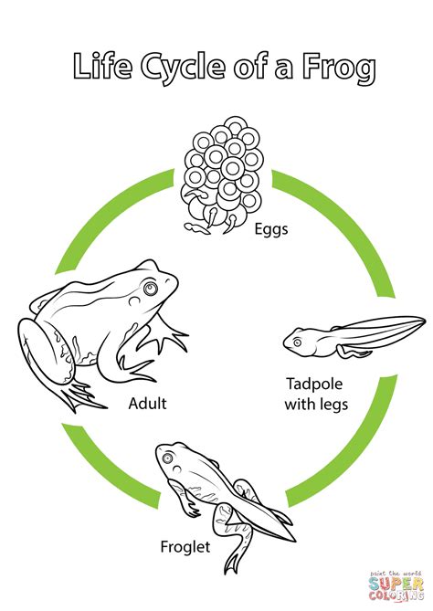 life cycle   frog coloring page  printable coloring pages