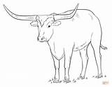 Longhorn Coloring Texas Cattle Drawing Color Drawings Pages Draw Cow Printable Bull Clipart Animal Step Realistic Supercoloring Long Longhorns Tutorials sketch template