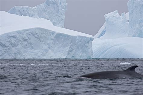 antarctic minke whale balaenoptera bonaerensis  fro flickr