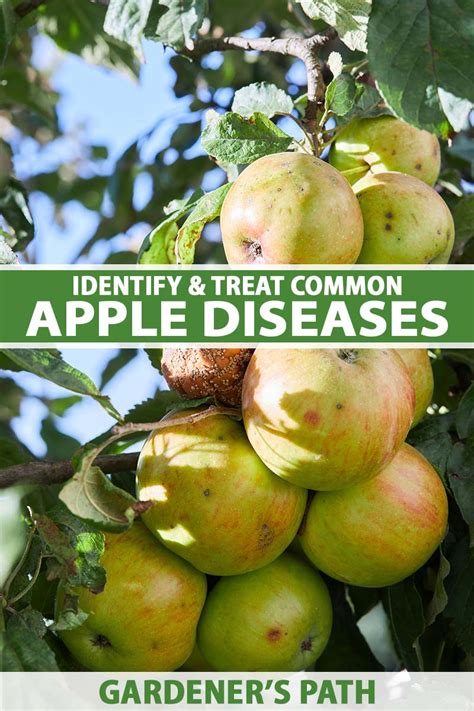 identify  treat common apple diseases gardeners path
