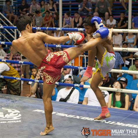 fighting thai tiger muay thai and mma training camp guest fights july 3