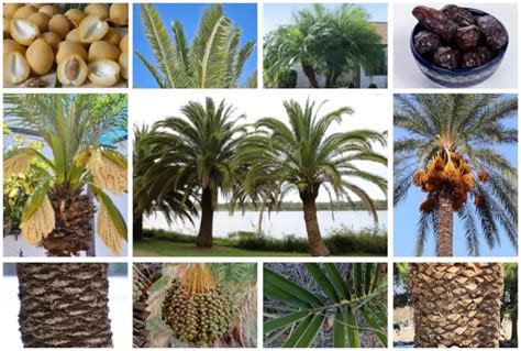 types  date palms  identifying features