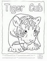 Coloring Orioles Tiger Pages Baltimore Wonderweirded Wildlife Baby Popular Cute sketch template