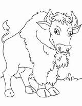 Bison Canadian Coloring sketch template