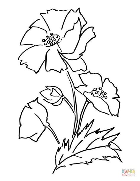 poppy flower coloring page  printable coloring pages poppy