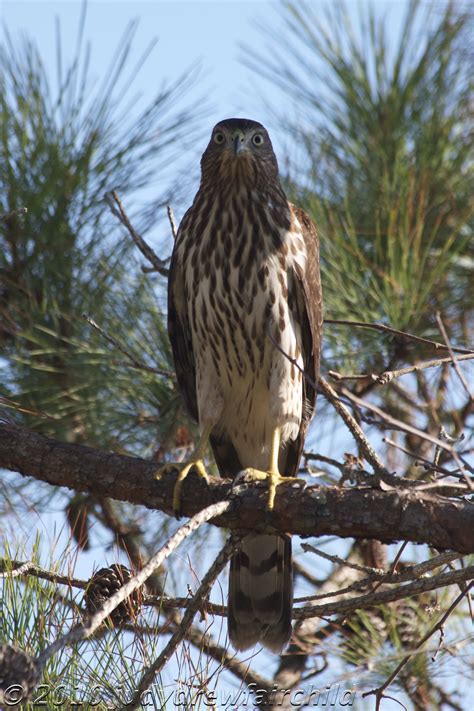 hawk migration season heres  beautiful hawk   tricky id
