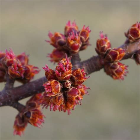 spring  maple buds  red  daily gardener