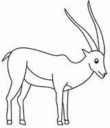 Gazelle Coloring Drawings 300px 89kb sketch template
