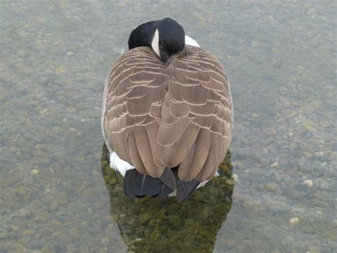 clean canada goose resting  bath  srtw  deviantart