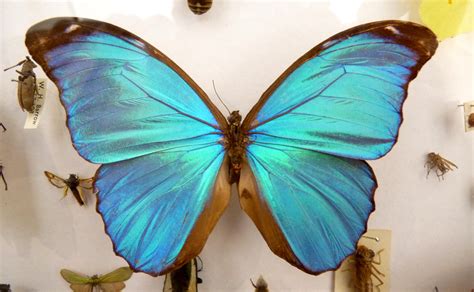 fileblue morpho didius butterflyjpg wikimedia commons
