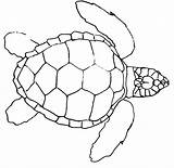 Sea Turtles sketch template