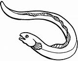 Eel Moray Eels Colorluna Anago sketch template