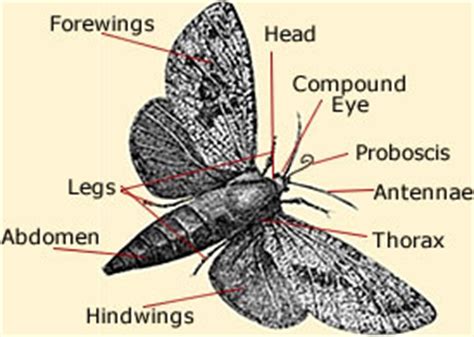 moth anatomy life cycle diagram