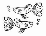 Guppy Fish Coloring Colorear Coloringcrew sketch template