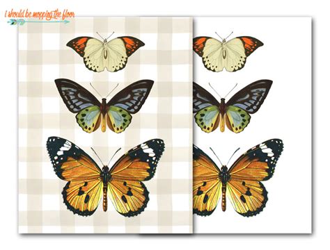 butterfly printable    mopping  floor