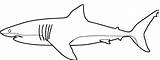Requin Coloriage Ausmalbilder Squalo Colorare Ausmalen Coloriages Animaux Ausdrucken Disegno Requins Vorlage Haifisch Haie Sharks Weisser Aimable Unterwasserwelt Printmania Colorier sketch template