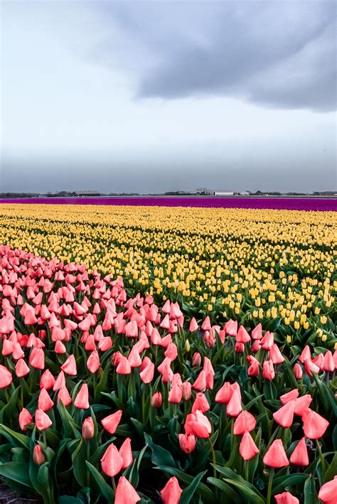 tulip fields   netherlands oc beautiful nature flower art cities city travel