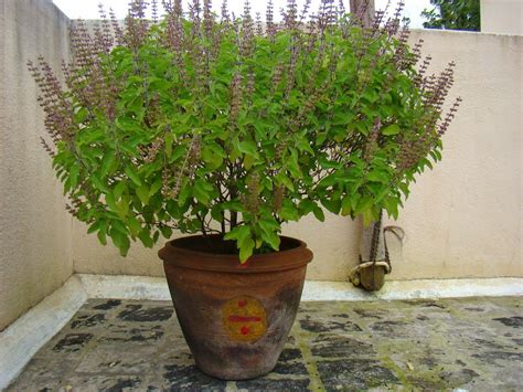 tulsi  tulasi ocimum tenuiflorum  holy basil   sacred plant