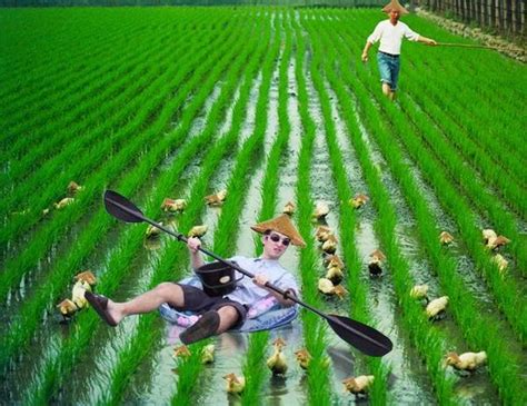 rice fields motherer