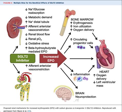 mechanisms  cardiovascular benefits  sodium glucose  transporter  sglt inhibitors