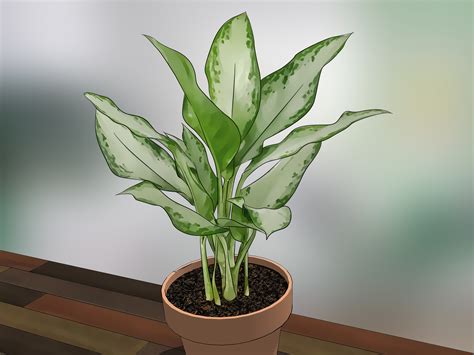 care  indoor plants  steps  pictures wikihow