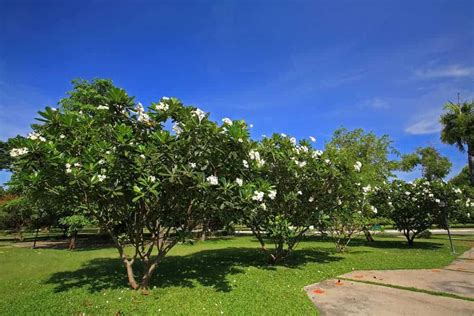 fast growing trees  australia lawncomau