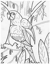 Perroquet Animaux Imprimer Parrot Gratuitement Coloriages Gabon Gris Cher sketch template