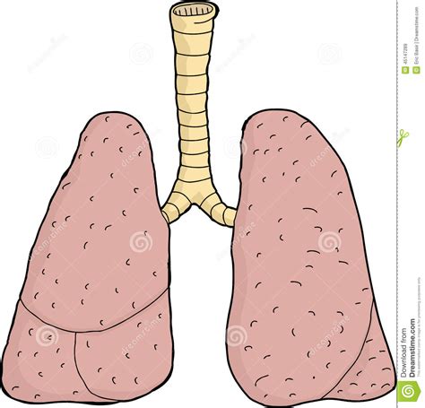 getrennte lungen vektor abbildung bild von hand lungen