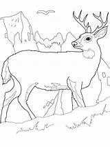 Deer Coloring Pages Printable Buck Color Tail Kids Elk Realistic Combine Tailed Colouring Big Print John Deere Bestcoloringpagesforkids Deers Animal sketch template