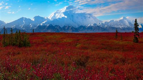 denali national park wallpaper