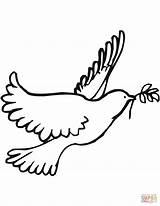 Dove Peace Coloring Pages Printable Drawing sketch template