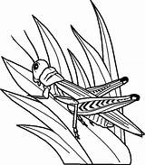 Grasshopper Leaf Grasshoppers Insect Colorluna sketch template
