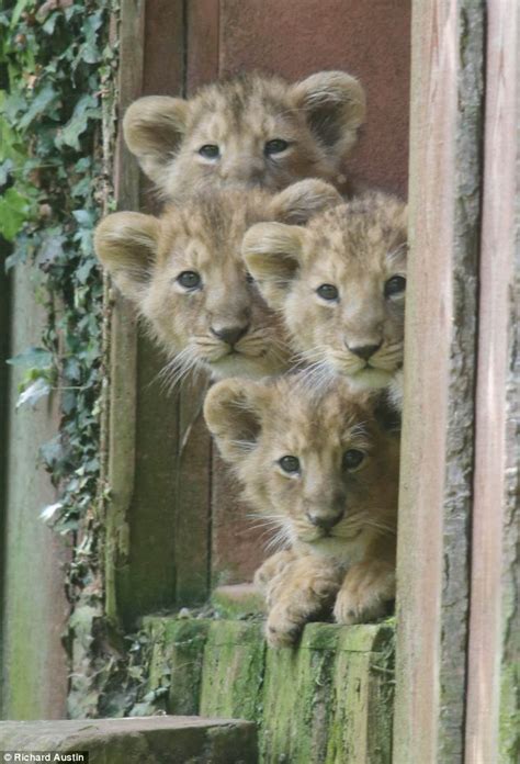 who are they mum adorable lion cubs take tentative first steps