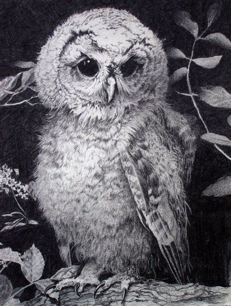 drawings owls images  pinterest drawings  owls owl