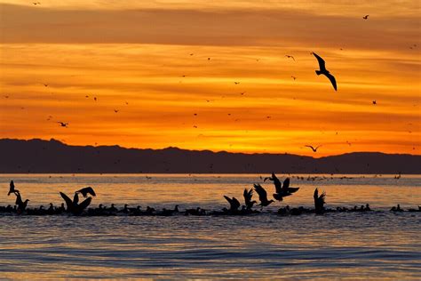 sunrise isla rasa gulf  california license image