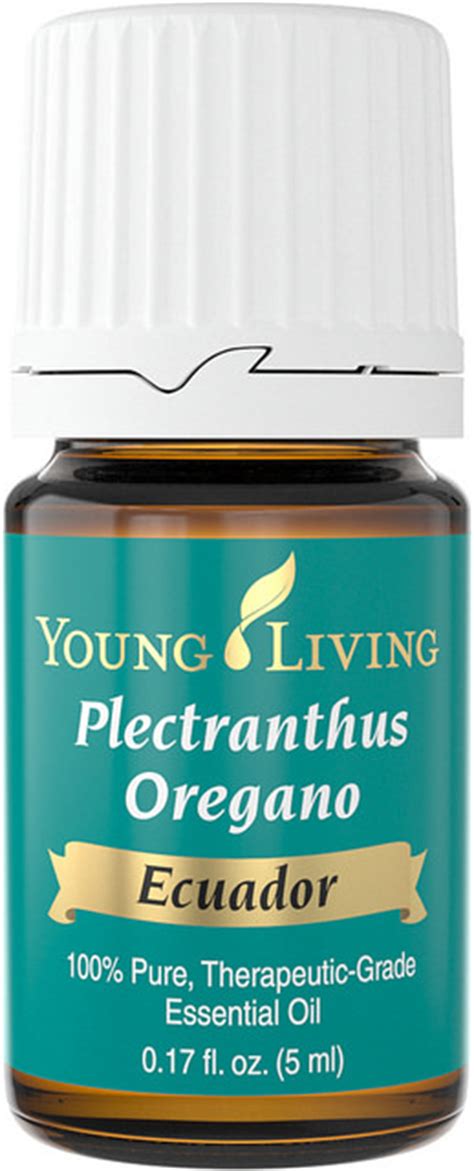 plectranthus oregano essential oil essential oil sage