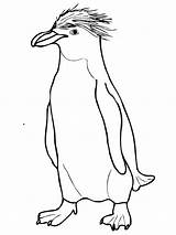 Coloring Penguin Pages Cute Emperor Printable sketch template