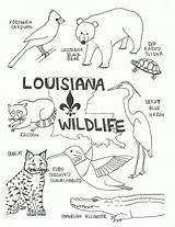 Coloring Pages Wildlife Louisiana Swamp State Bird Color Cajun Kids Flag Printable Animals Preschool Print Small Florida Lesson Worksheets Vector sketch template
