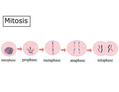 mitosis phasesprophase metaphase anaphase  telophaseinfographic vector