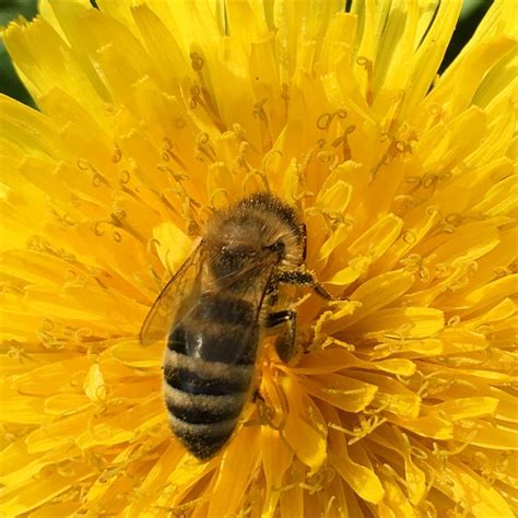 honigbiene apis melifera carnica imkerei  sulden