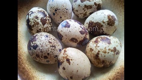 drink raw quail eggs healing properities libido sex drive high protein youtube