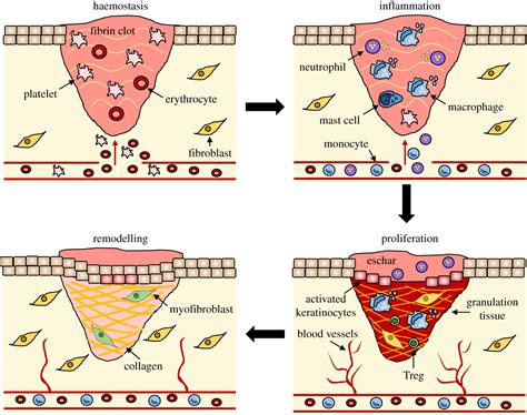 wound healing cellular mechanisms  pathological outcomes open biology