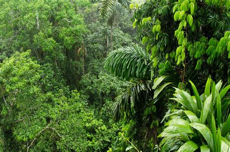 opmerkelijke feiten  het amazone regenwoud amazonbeauty