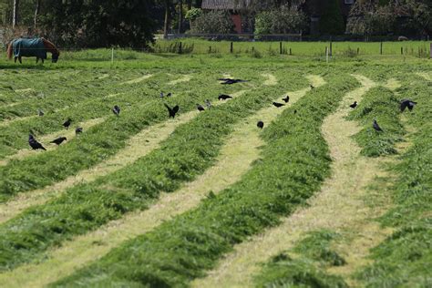 kauwtjes  pas gemaaid weiland jackdaws  newly mown  flickr