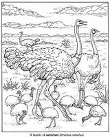 Coloring Pages Dover Book Plains Publications Adults African Kids Birds Ostrich Nature Animal Animals Ostriches Choose Board Doverpublications Emu sketch template