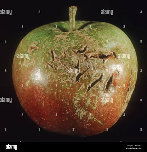 russetted  cracked apple fruit caused  star crack virus disease stock photo alamy