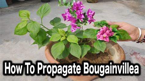 grow bougainvillea   cutting  container step  step