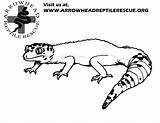 Gecko Coloring Leopard Pages Lizard Kids Drawing Outline Realistic Color Printable Getdrawings Print Getcolorings Reptile sketch template